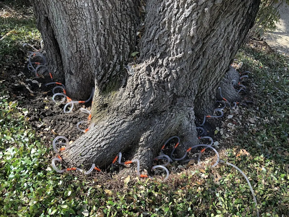 Detailed Tree Cabling and Bracing job site in Kirtland Afb