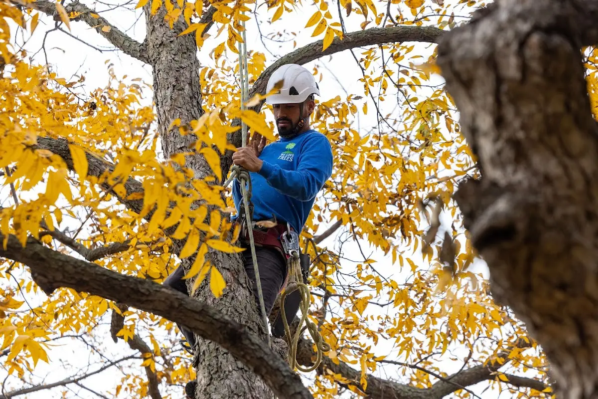 Skilled Tree Pruning crew working in Kirtland Afb