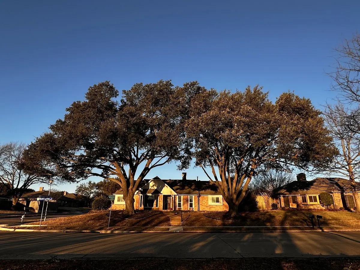 Established residential canopy tree shading a home in Kirtland Afb